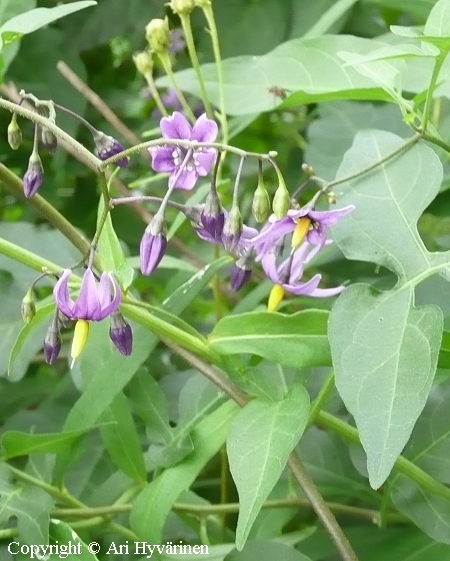 Punakoiso, Solanum dulcamara Solanum dulcamara, punakoiso